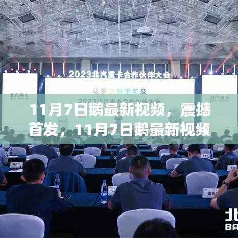 11月7日鹅最新视频揭秘,科技新星引领未来生活