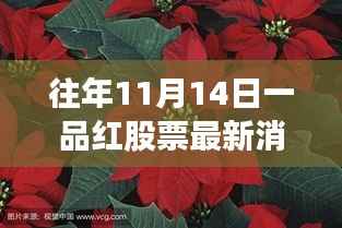 一品红股票背后的自然之旅,心灵平静的奇妙探索之旅最新消息(往年11月14日)