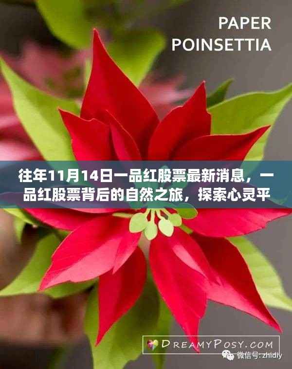 一品红股票背后的自然之旅,心灵平静的奇妙探索之旅最新消息(往年11月14日)