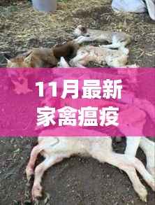 11月家禽瘟疫最新警报及防控指南,守护家禽安全的关键知识