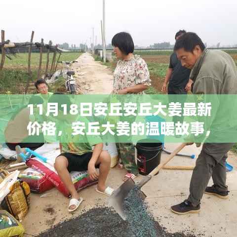 安丘大姜最新价格揭秘,友情、家庭与意外惊喜的温暖故事
