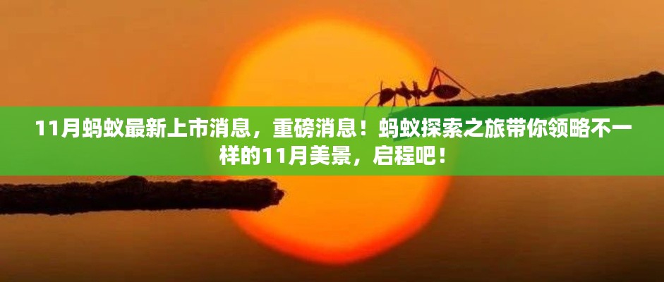 蚂蚁探索之旅揭秘,最新上市消息与11月美景盛宴
