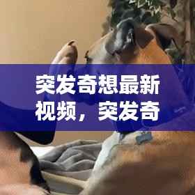 突发奇想最新视频,突发奇想图片