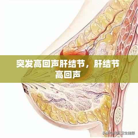 突发高回声肝结节,肝结节 高回声