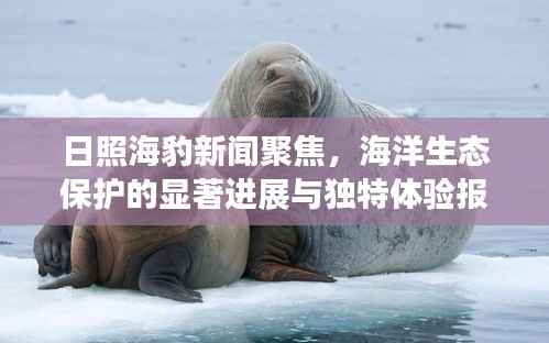 日照海豹新闻聚焦,海洋生态保护的显著进展与独特体验报道