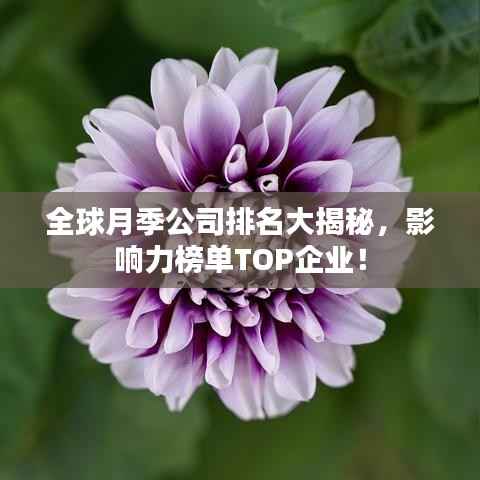 全球月季公司排名大揭秘,影响力榜单TOP企业!
