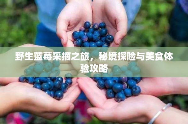 野生蓝莓采摘之旅,秘境探险与美食体验攻略