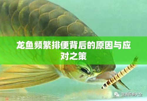 龙鱼频繁排便背后的原因与应对之策