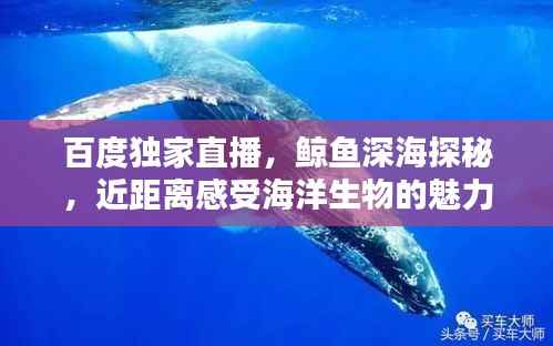 百度独家直播,鲸鱼深海探秘,近距离感受海洋生物的魅力