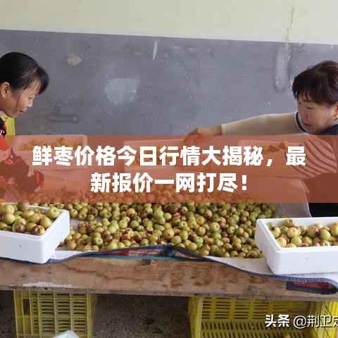 鲜枣价格今日行情大揭秘,最新报价一网打尽!