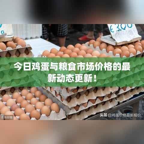 今日鸡蛋与粮食市场价格的最新动态更新!