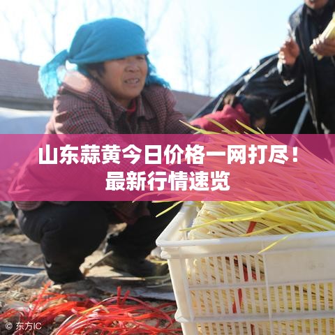 山东蒜黄今日价格一网打尽!最新行情速览